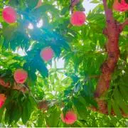 すもも☺︎断捨離中の画像