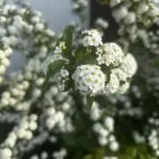 ヌの画像
