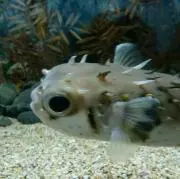 ししまるの画像