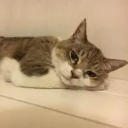 ゆうぽん