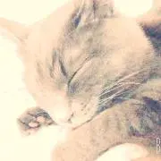 Runの画像
