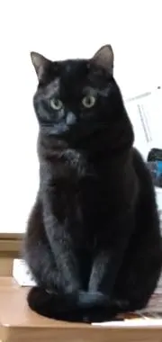 わたの画像