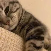 ミラ