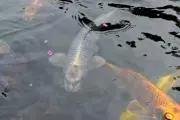 少納言の画像