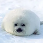 あざらしさん（プロフ見てコメントして）の画像