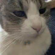 なっくの画像