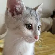 かんなの画像