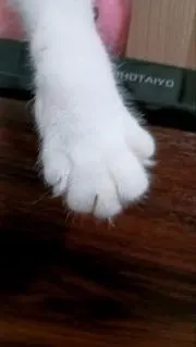 にゃー子