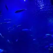 mylonの画像
