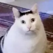 kiriの画像