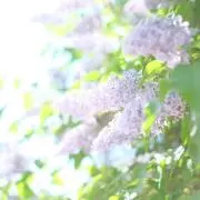 夏山プロフご一読下さいの画像