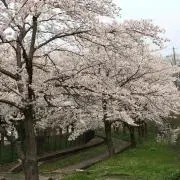 Yuuの画像