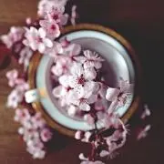 雪桜の画像