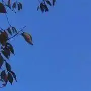 なおの画像
