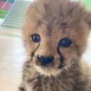 ぱんこの画像