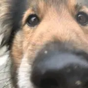 マサマサの画像