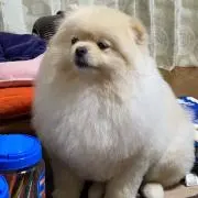 ゆかの画像
