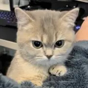 メイリンの画像