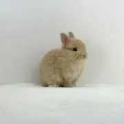 うさぎの画像