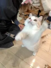 ki daiの画像