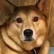 コロ❇︎プロフにて変更事あります❇︎の画像