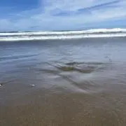 いのしゅうの画像