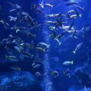 とも2451の画像