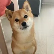 よっちの画像
