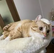 きんぎょ