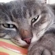 はるちゃんの画像