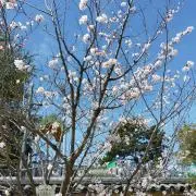 ゆりの画像