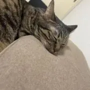 ざわちんの画像