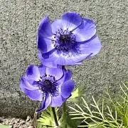 mizの画像