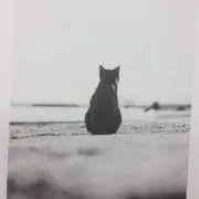 キキの画像