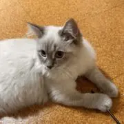 リリーの画像