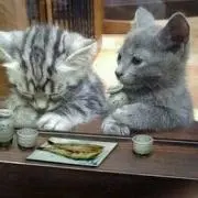 (*^^*)の画像