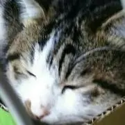 ちゃんまる