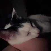 (๑˃̵ᴗ˂̵)و ヨシ!の画像