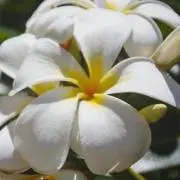 手花の画像