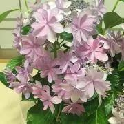 くぅちゃんの画像