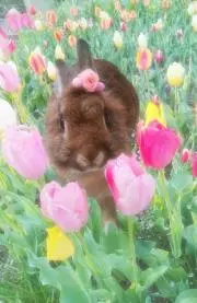 ミルキー