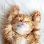 たま