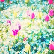 虹の画像