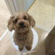 ポコ太