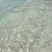 Liiの画像