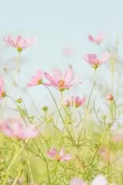Coco_hanaの画像