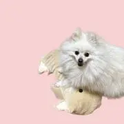 ぽんの画像