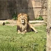 ☆【激安】【即購入OK】【送料込み】レオンハルト バイル☆ - メルカリ