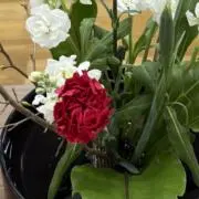 はなともの画像