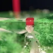 りさちゃん！の画像